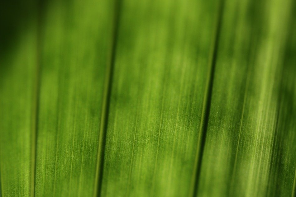 green leaf strcuture in macro
