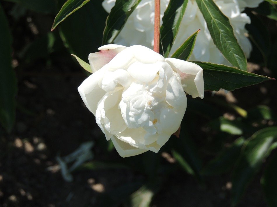 white pfingstsrose flower close-up