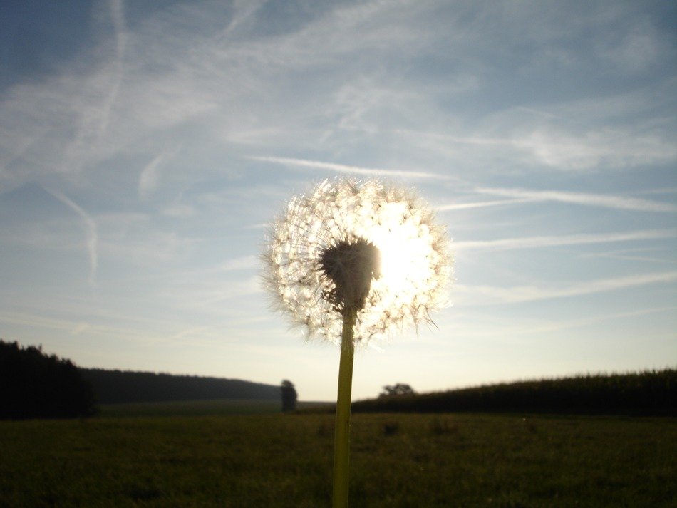 Beautiful white dandelion flower in the light of the sun on landscape
