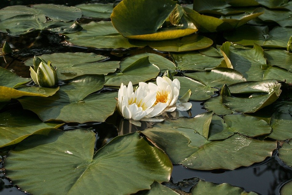 White water lily in the water