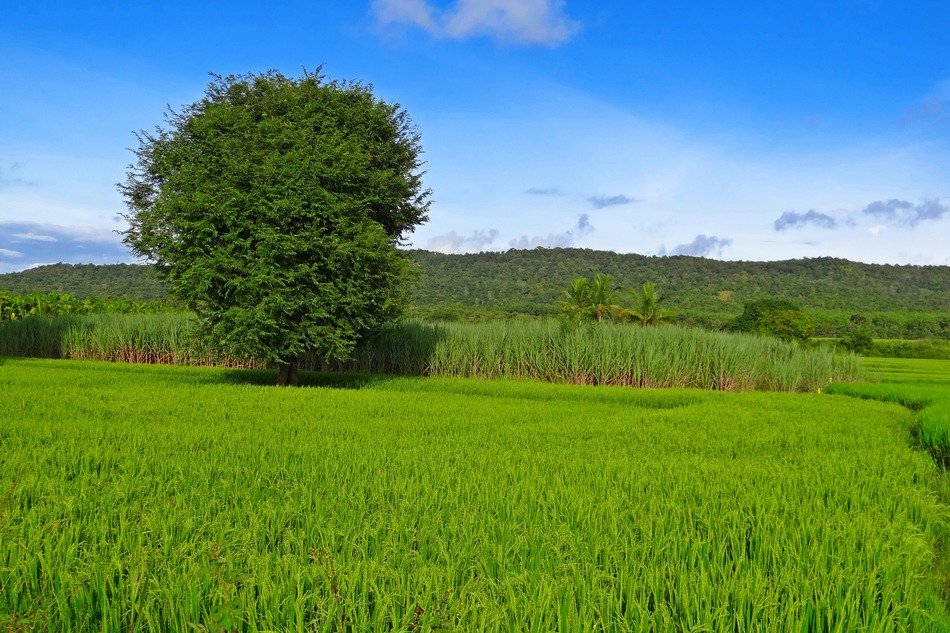 Green tree in the rice field