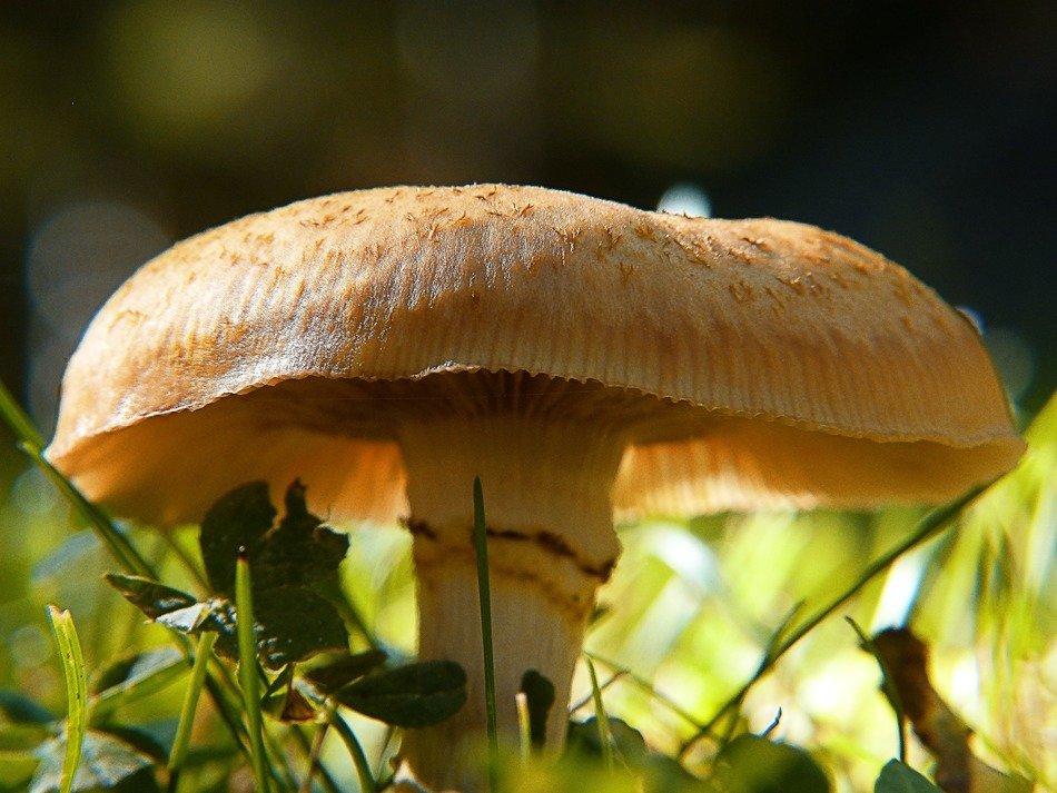 wild mushroom at the back light