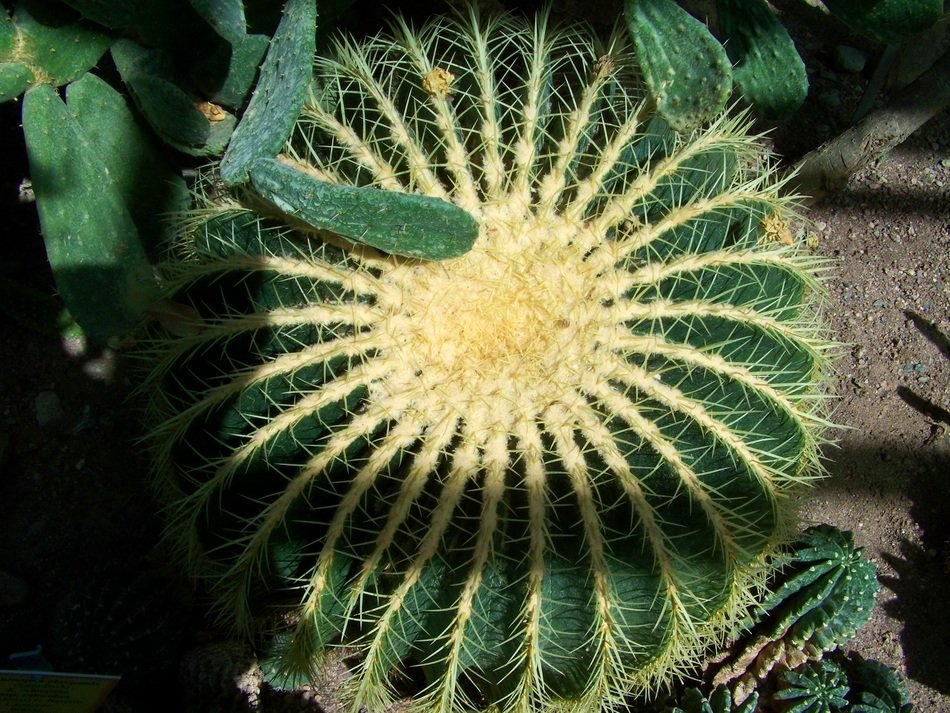 Close-up of the cactus