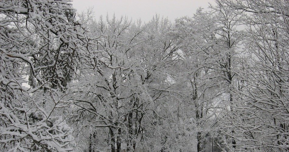 Landscape with the snowy trees