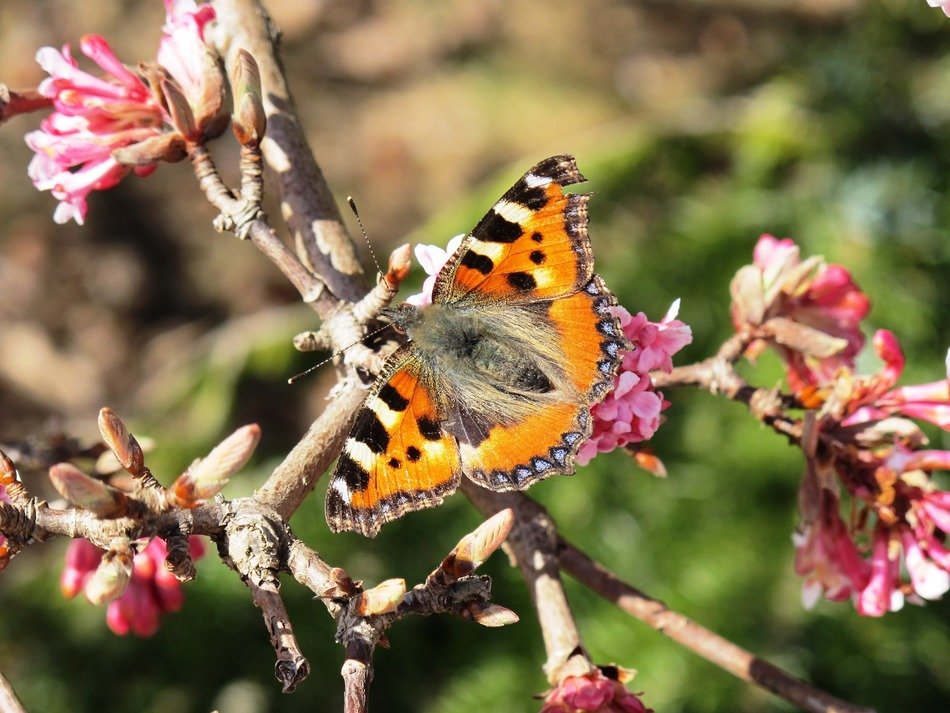 tiger butterfly on a branch with a flower