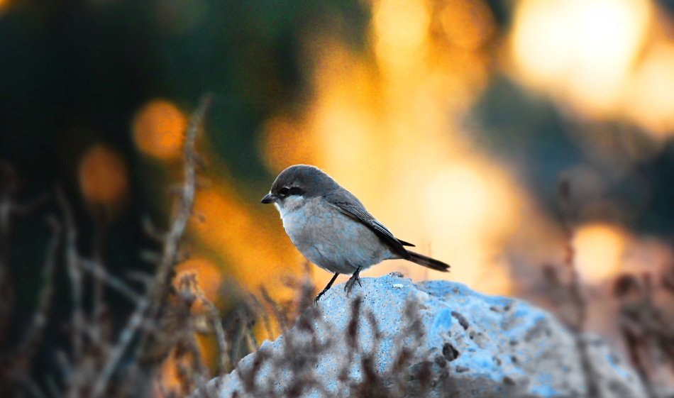 Sparrow and sunset