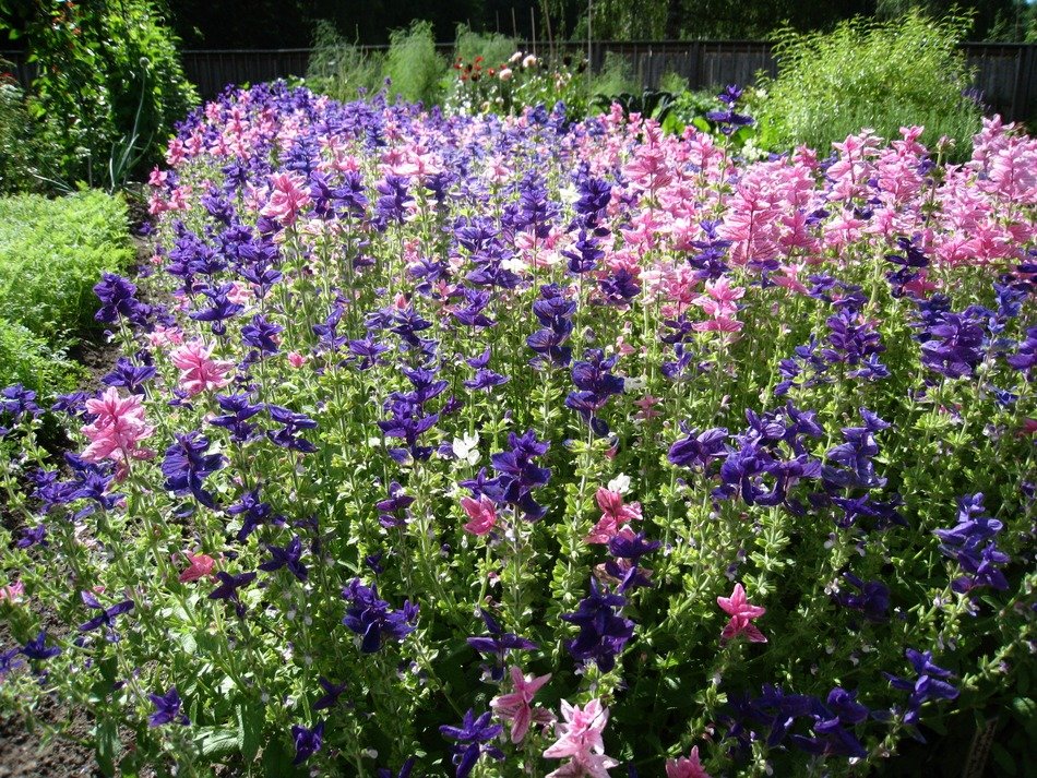 pink and blue flowers in garden