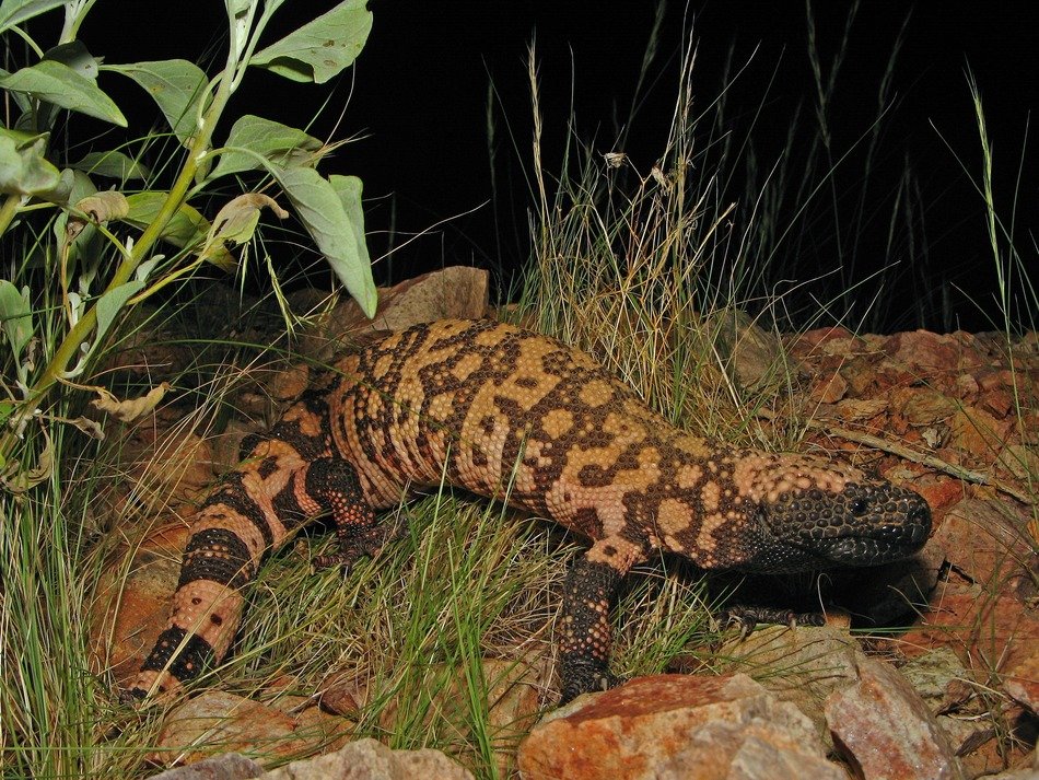 wild reticulate gila monster in the mountains