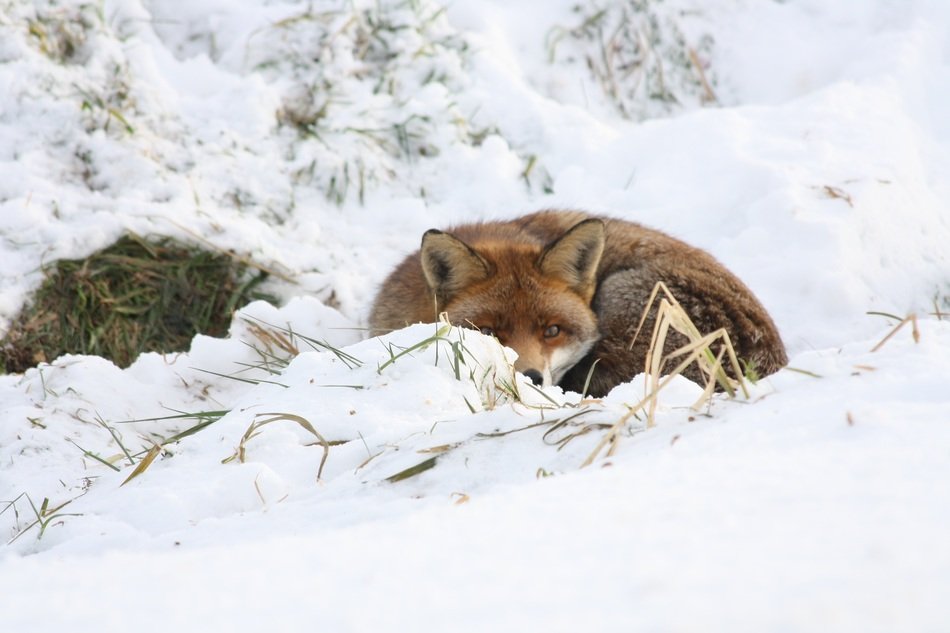 coiled fox lays down on snow