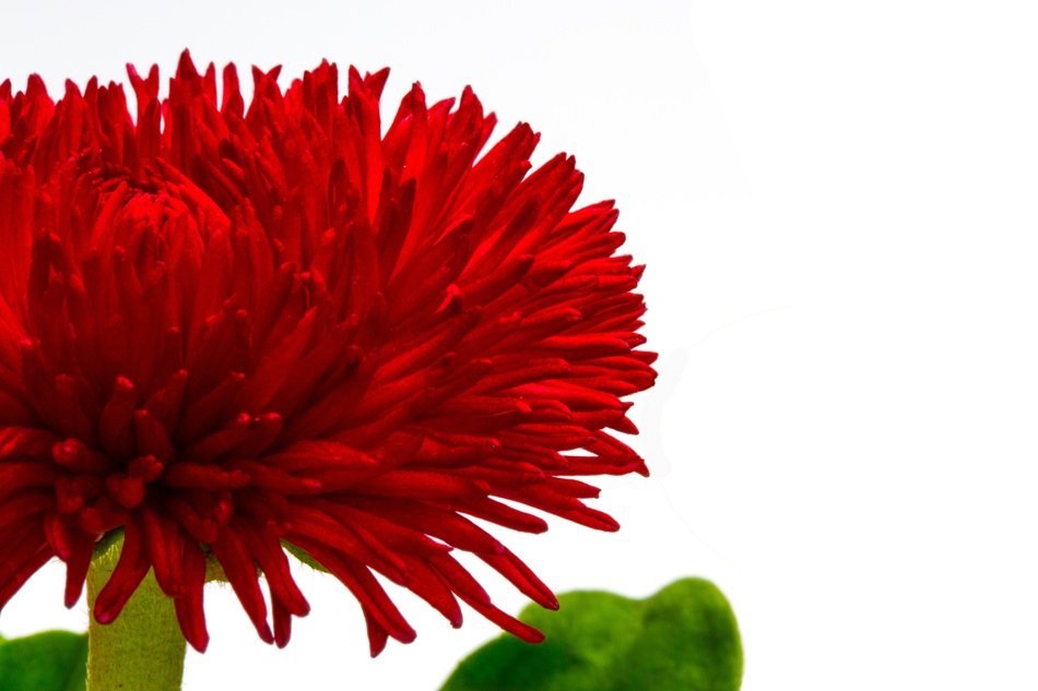 red daisy on white background