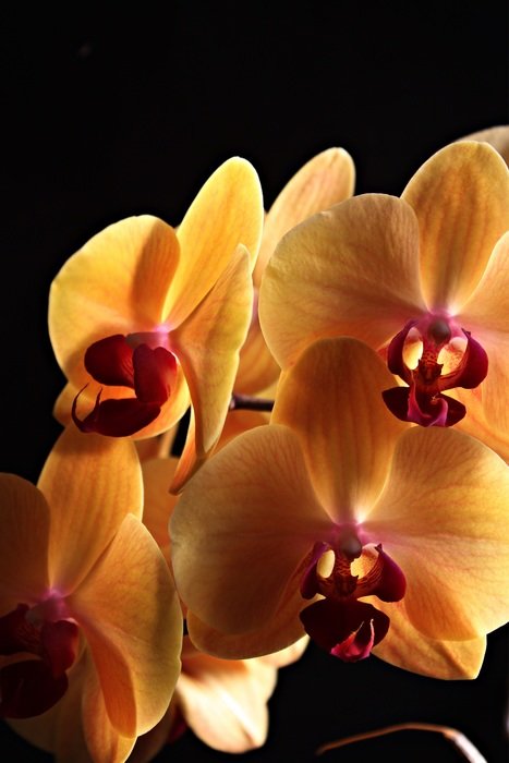 photo of orange orchids on a black background