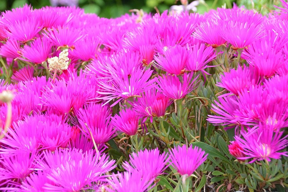 Pink flowers field