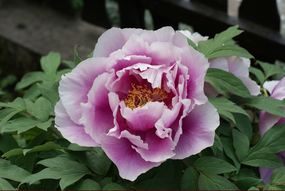 Pink peonie flowers in the garden