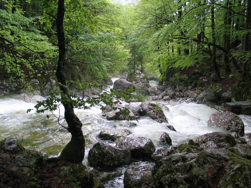 Sava Bohinjka in Slovenia