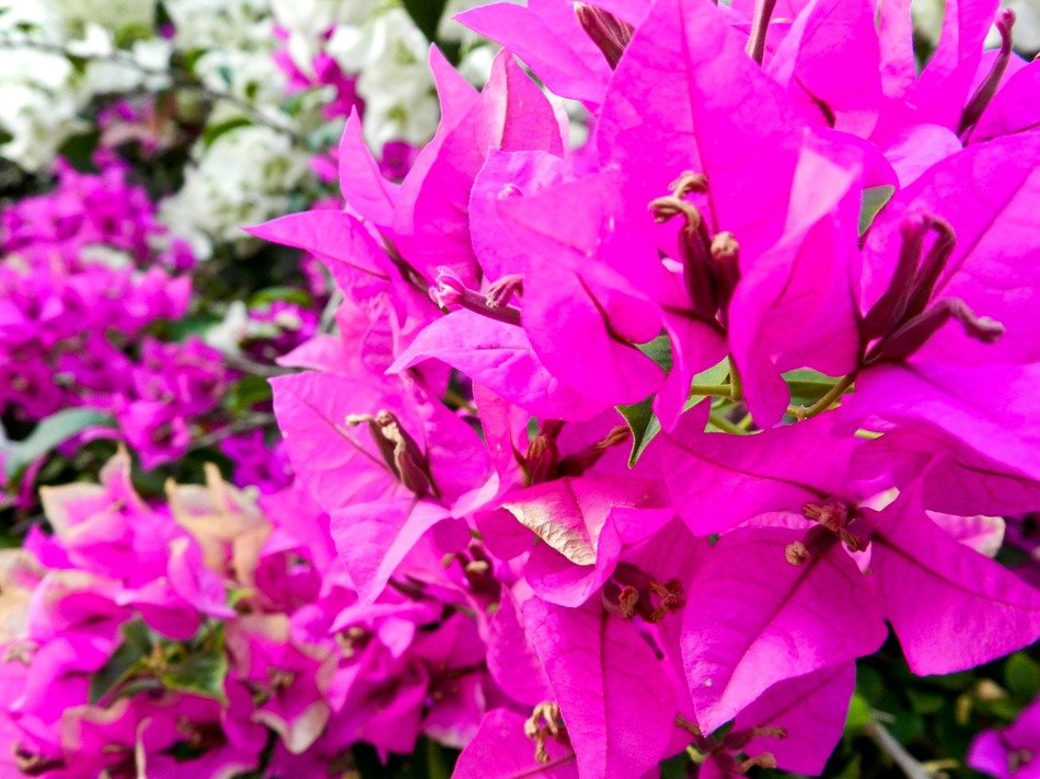 Macro photo of the pink flowers