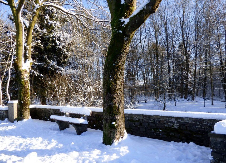 bench among the trees in the snow