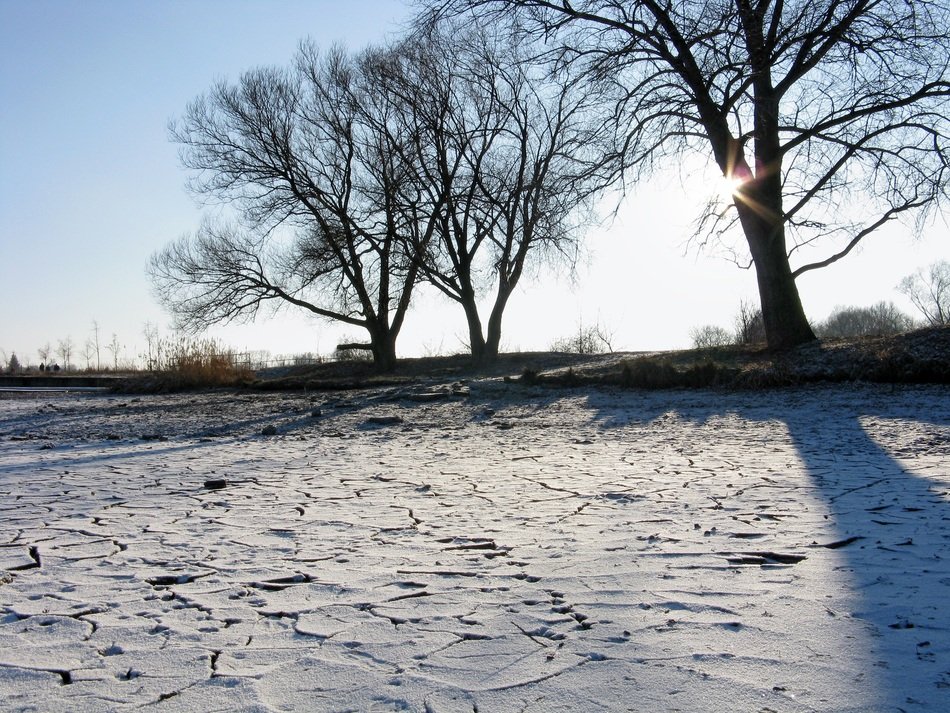 trees near the pond in winter