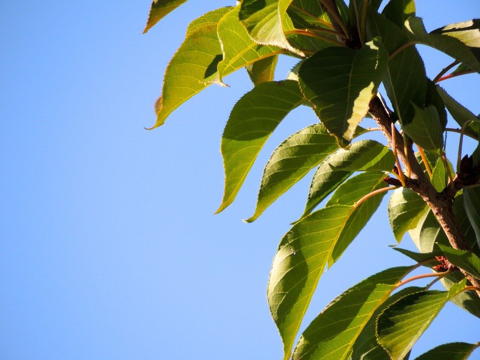 leaves sky
