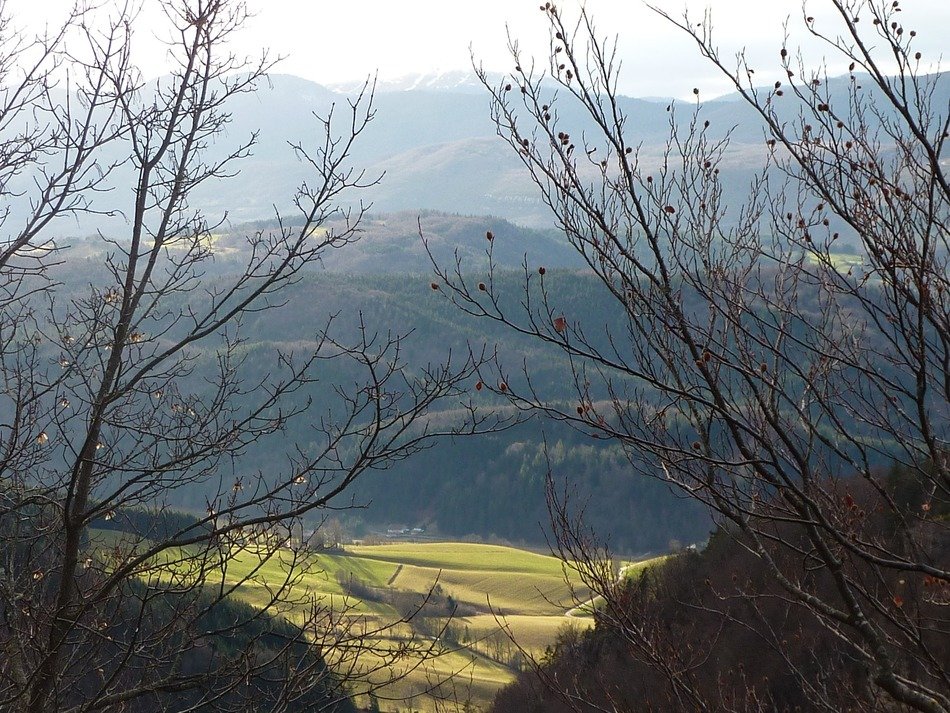 tree branches on the background of the hills