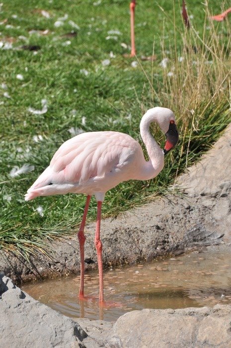 Picture of pink flamingo bird