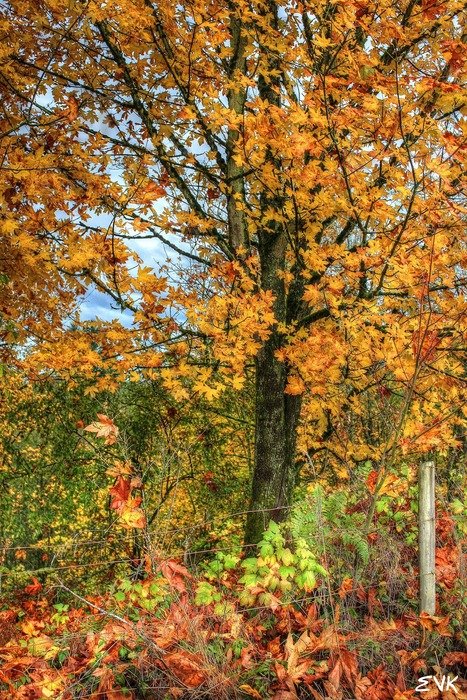 orange tree on the background of the autumn landscape
