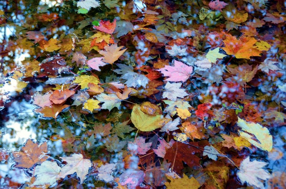 breathtaking colorful leaves