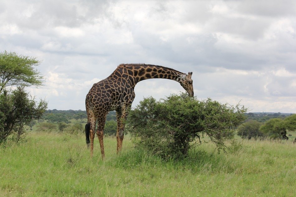 giraffe africa tanzania