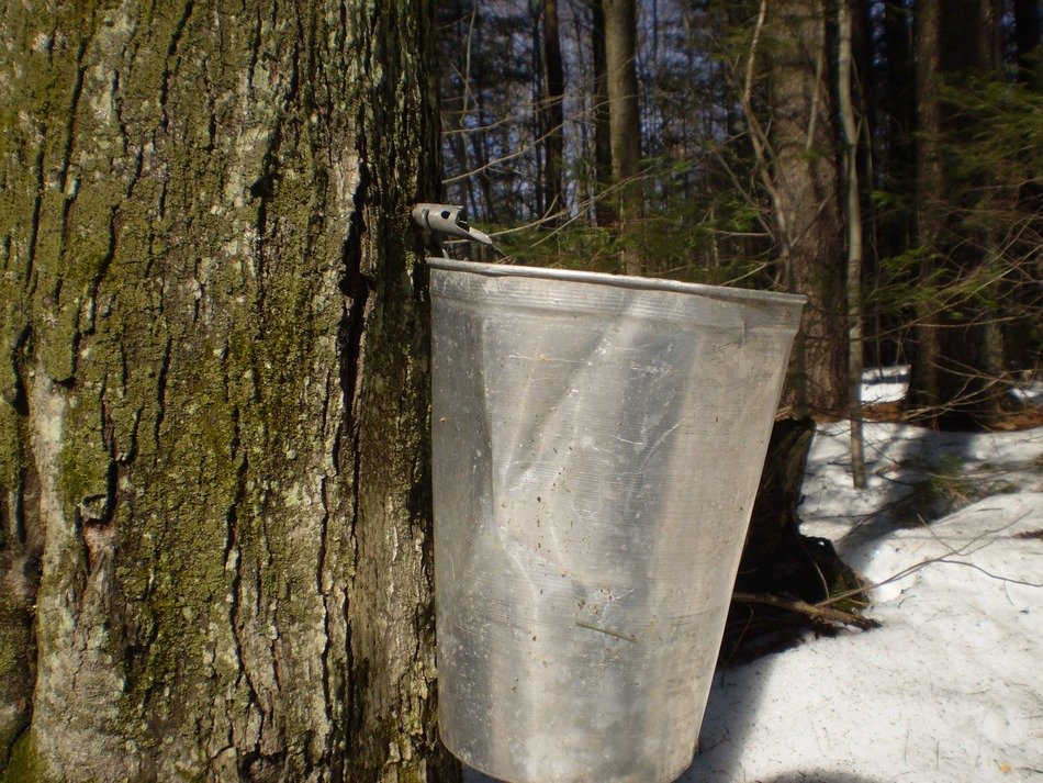 collecting maple syrup