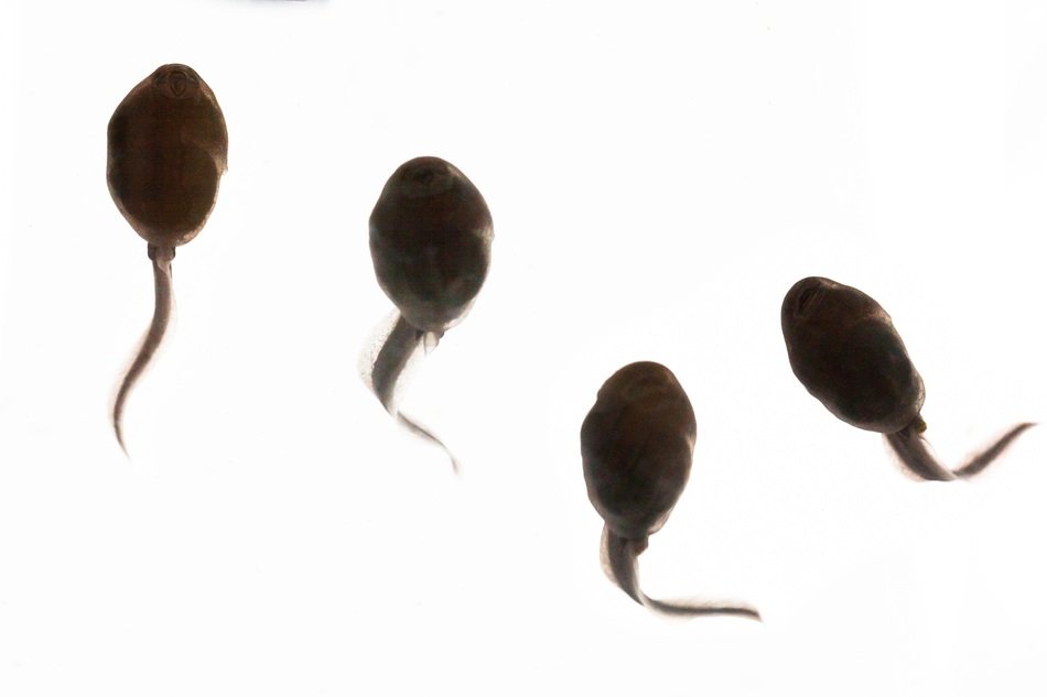 clipart of Tadpoles on a white background