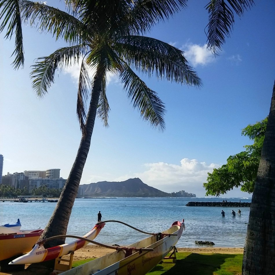 palm trees and canoes on the shore