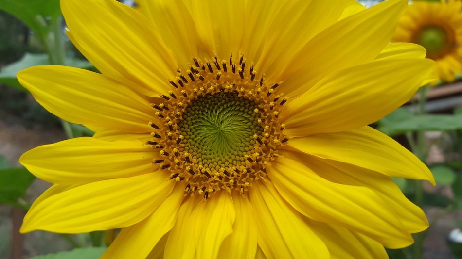 Picture of sunflower in a garden