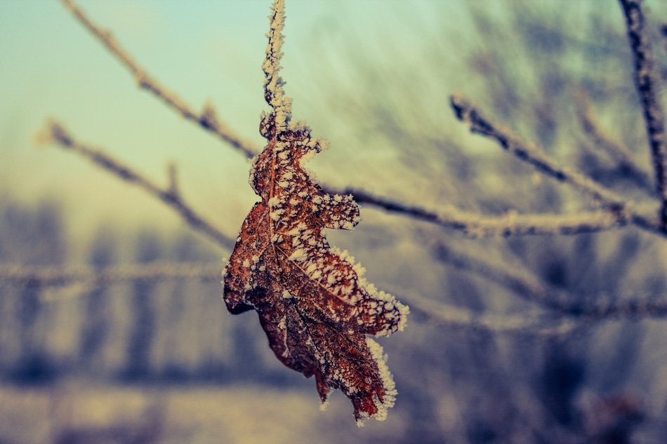 dry leaf in ice crystals