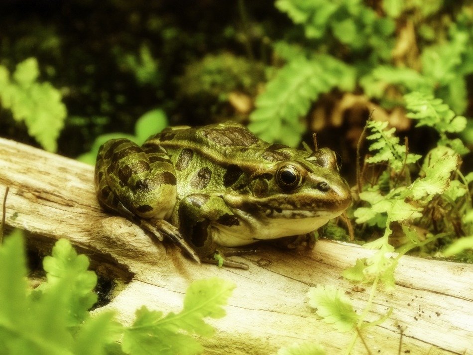 frog on a log