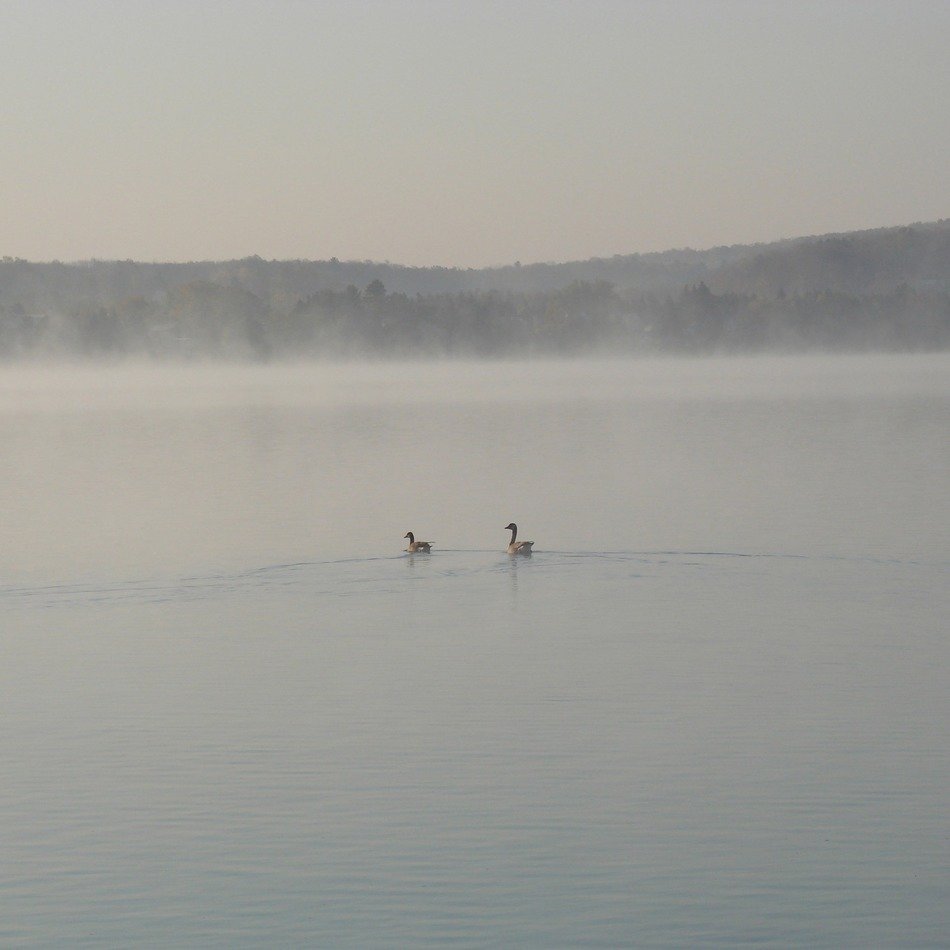 ducks on the lake in the fog