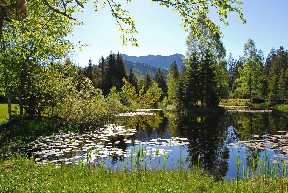 calm water on the lake