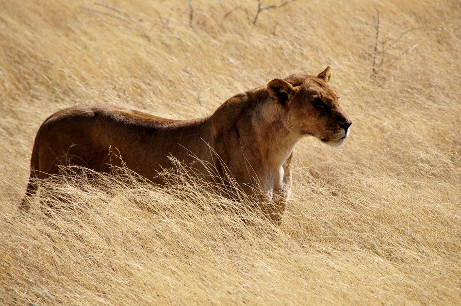 dangerous wild lioness in the grass