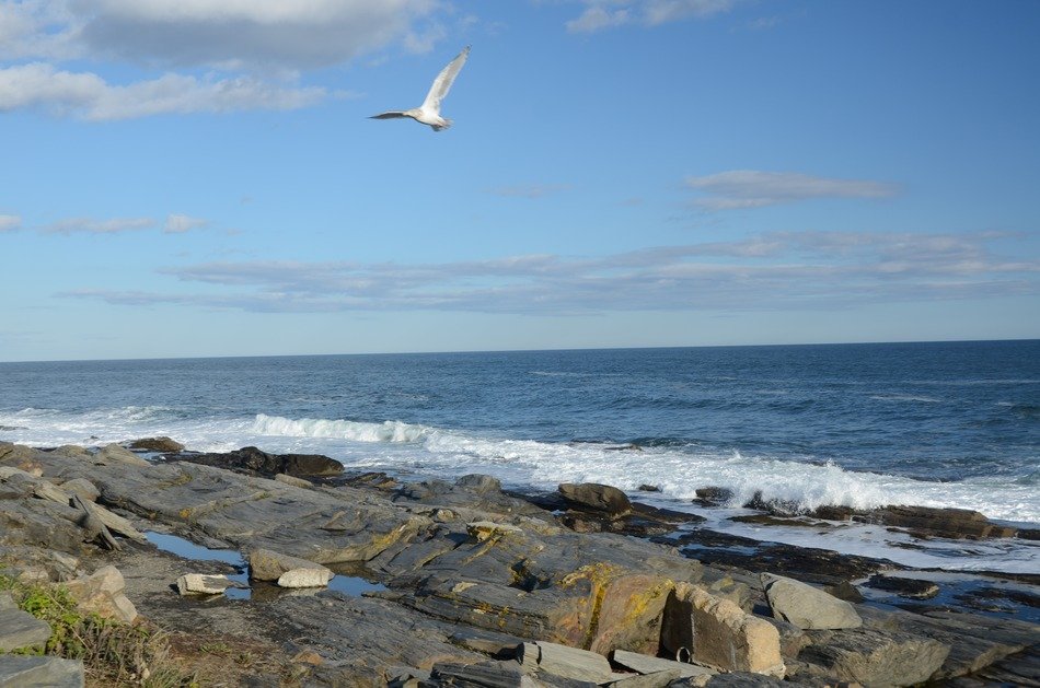 ocean surf beach bird flight