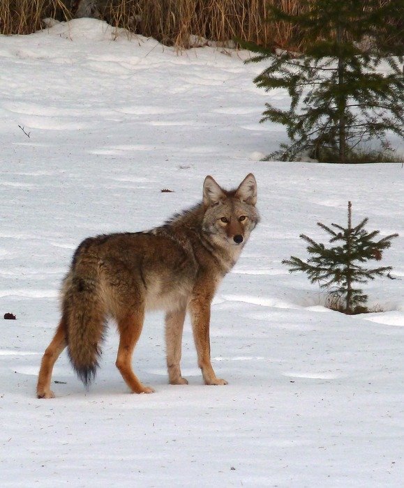 coyote at winter forest