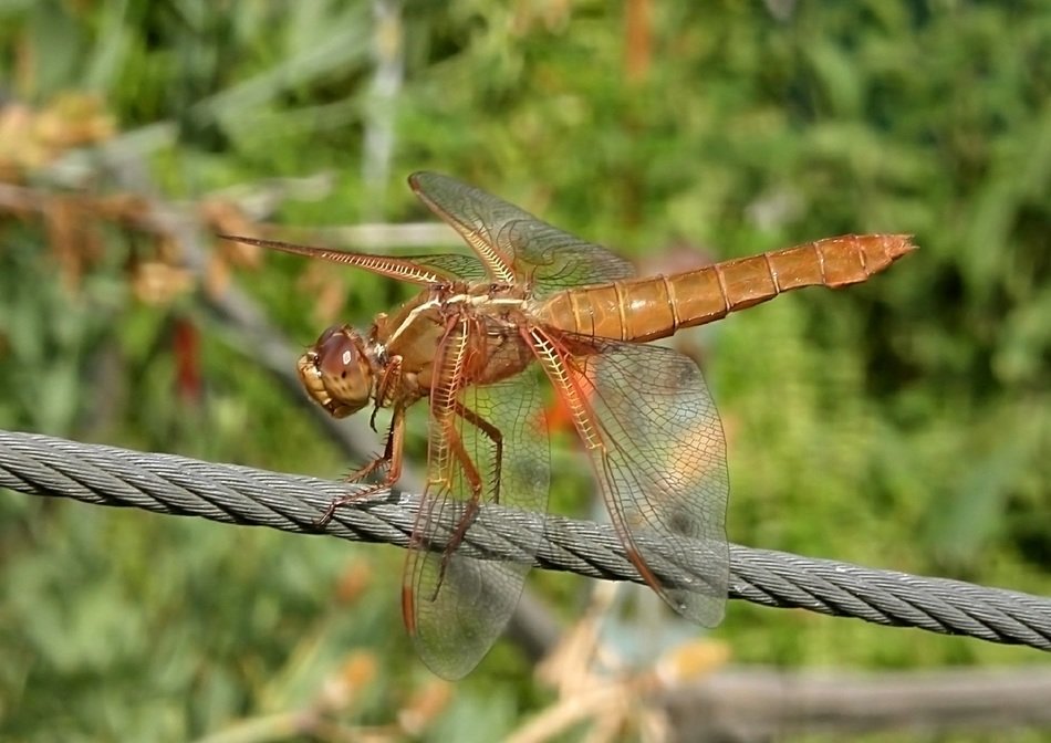 dragonfly flame insect bug nature