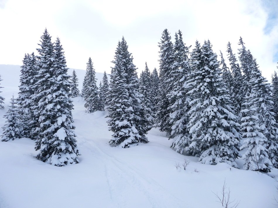 A lot of the snow on the trees in the forest in winter