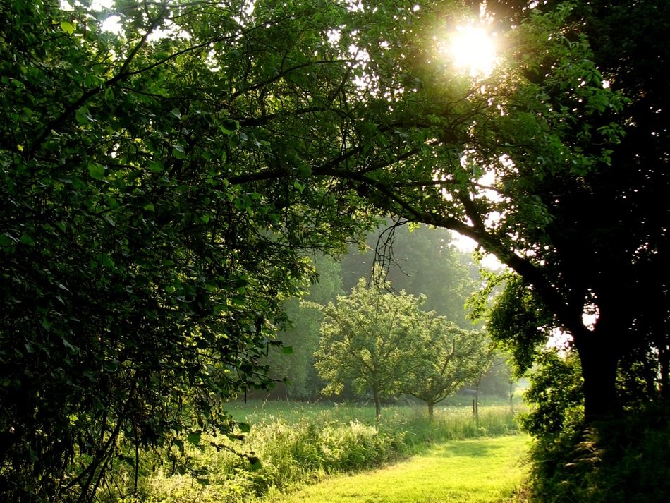 new garden at summer morning