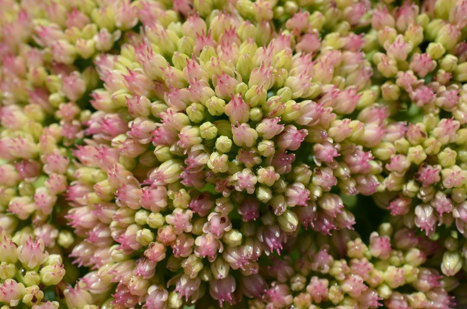 spring flowers in the meadow closeup