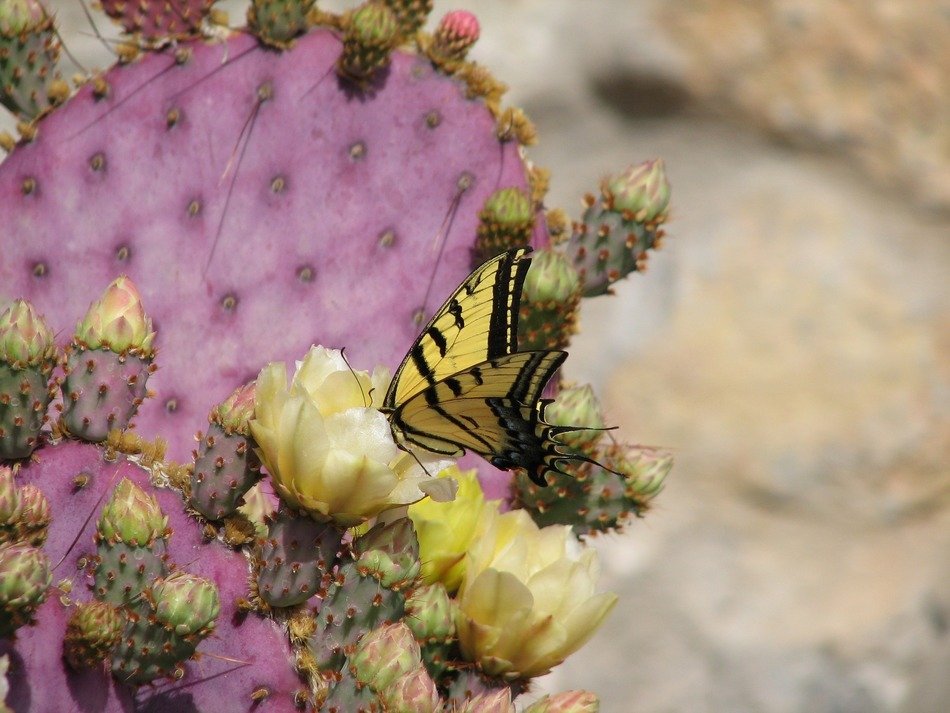 yellow butterfly on a purple cactus