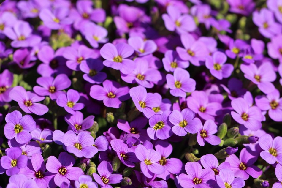 many purple flowers on the bush