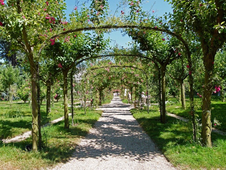 flowering plants on the alley in France