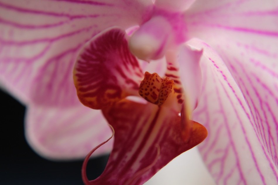 Macro picture of the pink orchid