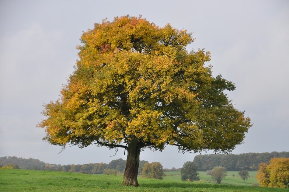 large majestic tree among the field in the fall