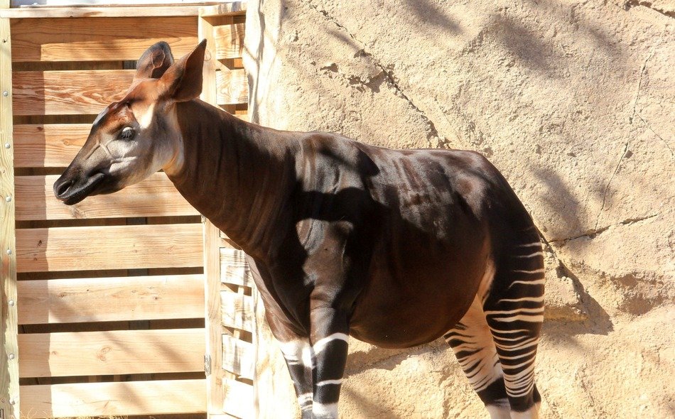 Okapi in wildlife