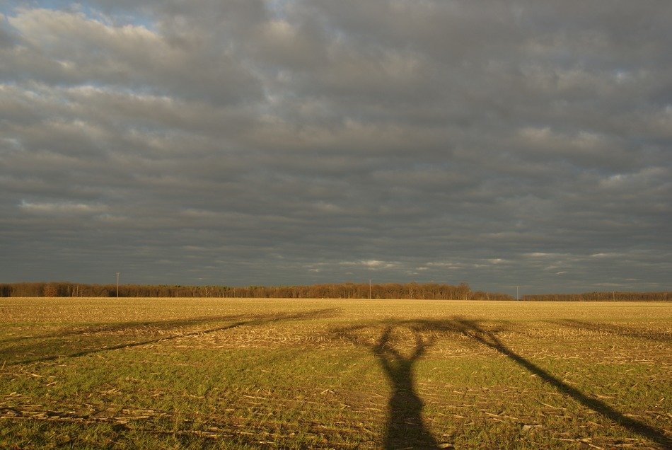 farmer's field with the shadows of the tree