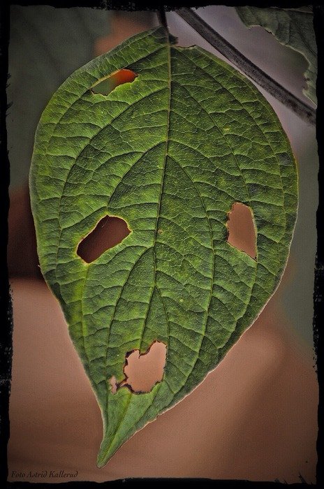 Eated leaf